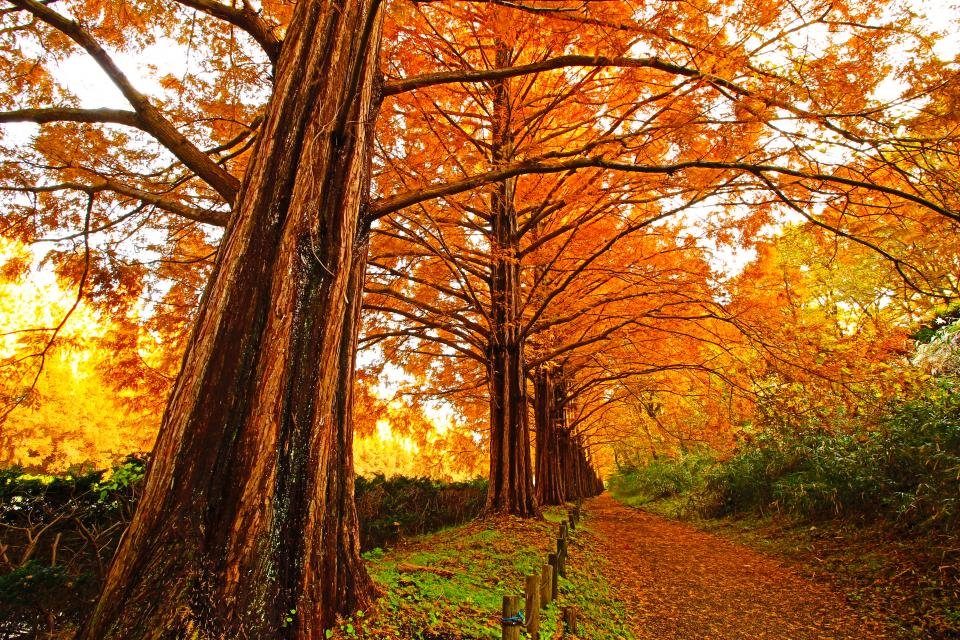 🏞️ 가나가와 현립 사가미하라 공원 이미지 7